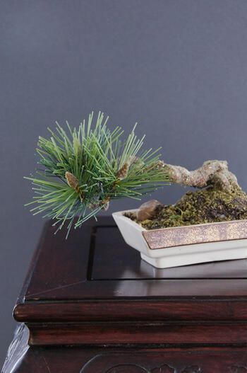 盆栽 松 #39（造花）［鉢変更］【ギフトバッグ対応可】