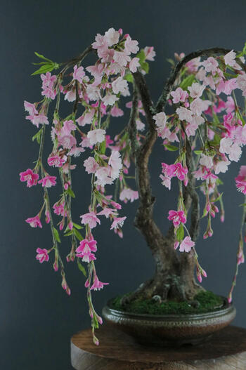 盆栽 枝垂れ桜 #103（造花）