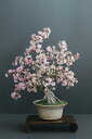盆栽 桜 #150(造花)