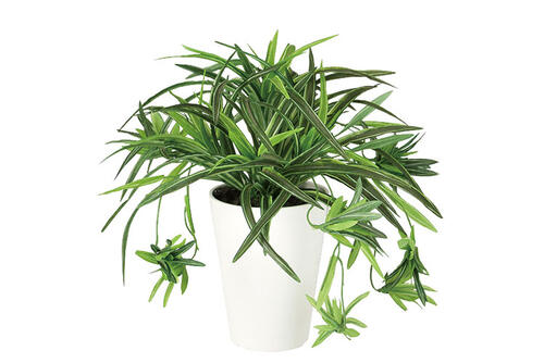 【返品不可】オリヅルラン G / H30サイズ / 人工グリーン