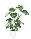 【返品不可】ワイルドモンステラ 斑入り / H140サイズ / 人工グリーン / 光触媒加工