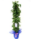 観葉植物ギフトラッピング + 立札(タイプB)