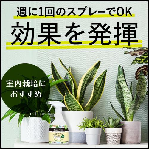 �����������ǥ� BotaNice �ڤΥ���ͽ�ɥ��ץ졼 350ml ���տ�ʪ ���� ��� �����ǥ˥�