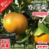 【品種おまかせ】【訳あり 梨 5kg】石川県産 加賀梨 ( 幸水 / 豊水 / 秋月 / 新高 ） ※到着日の指定は出来ません 〔和梨 国産 フルーツ 果物 和梨 ご自宅用 お徳用 ご家庭用 数量限定 期間限定 秋 北陸 人気 おすすめ ご当地 大容量 お取り寄せ〕