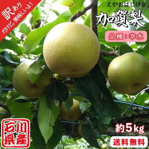 【送料無料】【幸水 指定】【訳あり 梨 5kg】石川県産 和梨 (幸水) 加賀市 加賀梨 国産 フルーツ 果物 和梨 ご自宅用 お徳用 ご家庭用 数量限定 期間限定 秋 北陸 人気 おすすめ ご当地 大容量 お取り寄せ