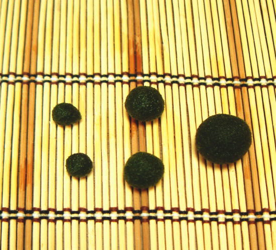 まりも 毬藻 の育て方 水槽の水換え方法や飼い方のコツもご紹介 暮らし の