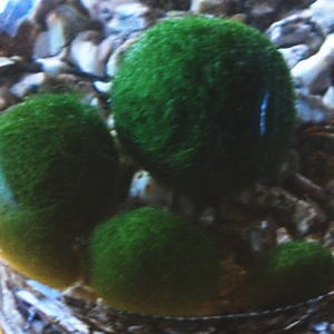 まりも 毬藻 の育て方 水槽の水換え方法や飼い方のコツもご紹介 暮らし の