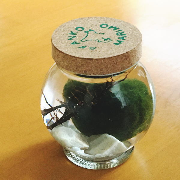 楽天市場 送料無料 水道水で育つ 養殖まりも超特大サイズ１個入り 水草 植物 アクアリウム 毬藻 まりも育成説明書付 グリーン 緑 癒し ビッグ 北海道 お土産 おみやげ 雑貨 グッズ アイテム アクアリウム マリモ 阿寒湖 きりり