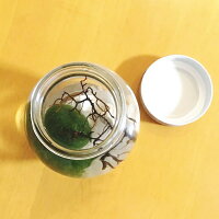 楽天市場 送料無料 水道水で育つ 養殖まりも超特大サイズ1個入り 水草 植物 アクアリウム 毬藻 まりも育成説明書付 グリーン 緑 癒し ビッグ 北海道 お土産 おみやげ 雑貨 グッズ アイテム アクアリウム マリモ 阿寒湖 きりり 楽天市場 送料無料 水道水で育つ 養殖まりも超特大サイズ1個入り 水草 植物 アクアリウム 毬藻 まりも育成説明書付 グリーン 緑 癒し ビッグ 北海道 お土産 おみやげ 雑貨 グッズ アイテム アクアリウム マリモ 阿寒湖 きりり