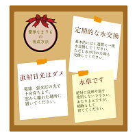 楽天市場 マリモのごはん付き マリモ育成キット 養殖マリモ2個 青 水草 植物 アクアリウム 北海道 雑貨 お土産 おみやげ 小物 セット 販売 説明書 グッズ アイテム 毬藻 阿寒湖みやげ 阿寒湖 きりり 楽天市場 マリモのごはん付き マリモ育成キット 養殖マリモ2個 青 水草 植物 アクアリウム 北海道 雑貨 お土産 おみやげ 小物 セット 販売 説明書 グッズ アイテム 毬藻 阿寒湖みやげ 阿寒湖 きりり