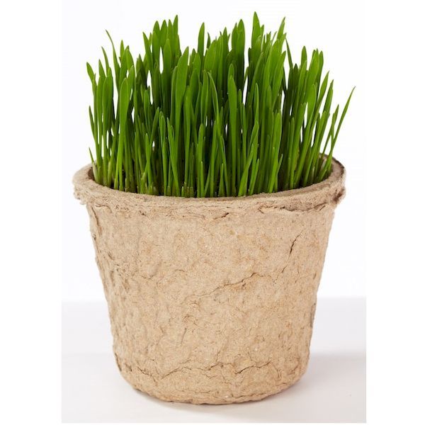 �����९�ꥨ���� 4540013200050 GREEN Labo Dog �� Cat grassSet ����ǭ���������� ���ݥ��å�