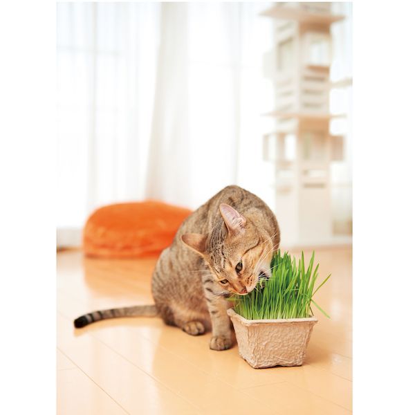 �����९�ꥨ���� 4540013200029 GREEN Labo Dog �� Cat grass Seeds ����ǭ����������Υ��� 200g
