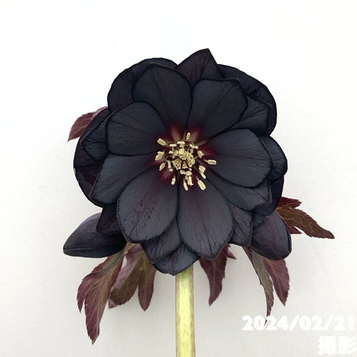 一点物！ 吉田園芸 クリスマスローズ 4.5号 ブラック 多弁系 Yo5 ｜山野04-PAのサムネイル