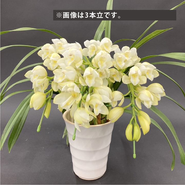 テーブルシンビジューム 白 2本立アーチ ヤマナシリバティー”イージー ブリージー” 5号 ※お届けに10日..