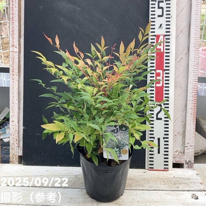 ナンテン トワイライト 5号苗｜花木04-PA