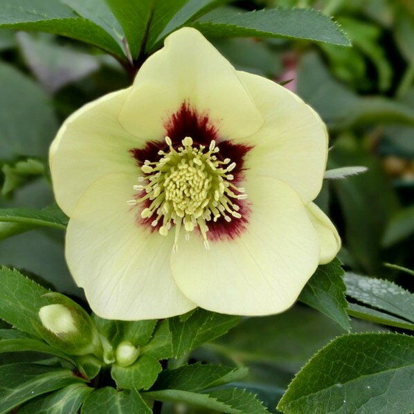 クリスマスローズ 伊勢みやび 5号 蛍火｜山野01-D1