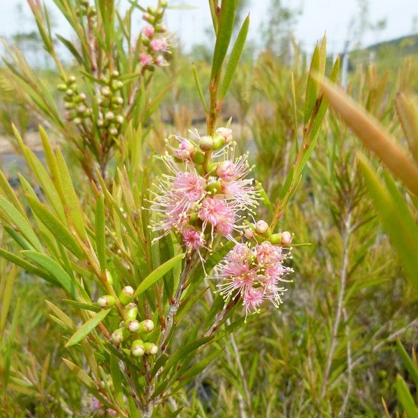 カリステモン ピンクフローレッドフォーム 5号 ※お届けに10日程度かかる場合がございます。｜花木10-TN