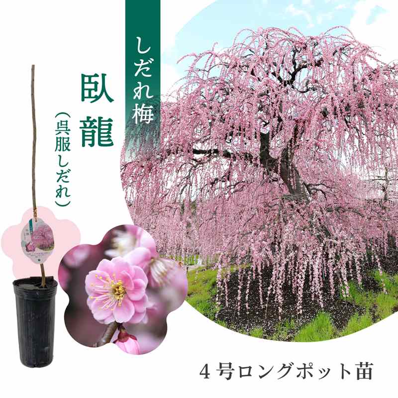 【数量限定】鈴鹿の森庭園 しだれ梅名木「臥龍（呉服しだれ）」接ぎ木苗 4号ロングポット苗 1年生苗｜..