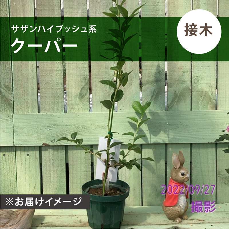 ブルーベリーサザンハイブッシュ系ク...