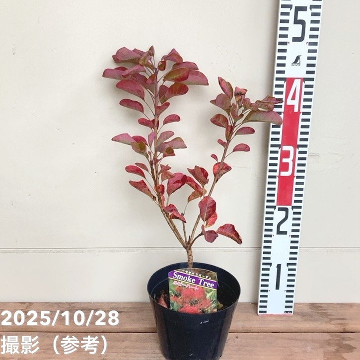 スモークツリー ルビーハート 4.5号｜花木04-PA