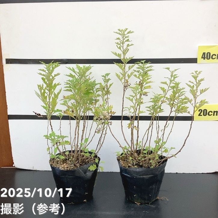 ヨモギ（カズサヨモギ）5号×2株セット ※お届けに10日程度かかる場合がございます。｜草花10-TN