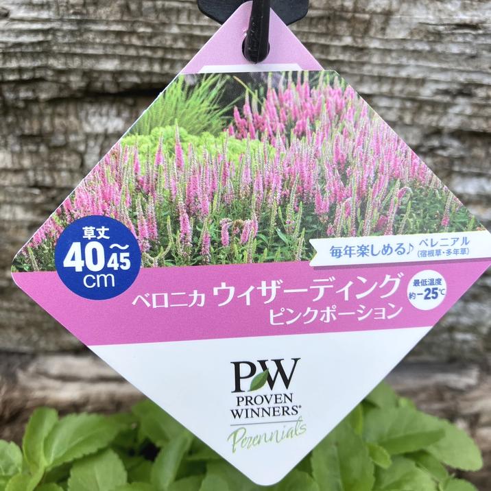 PW ベロニカ ウィザーディング ピンクポーション 11cmロングポット×2鉢セット｜草花04-PA