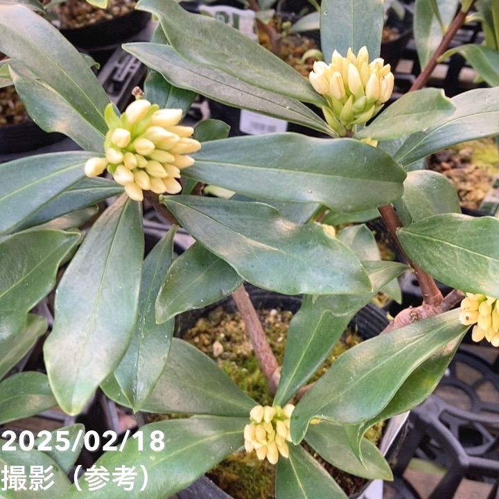 沈丁花 ジンチョウゲ 白 5号ポット｜花木04-PA