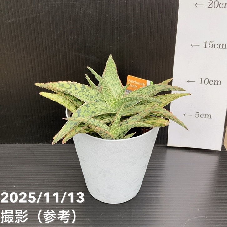 アロエhyb4号｜観葉10-TU