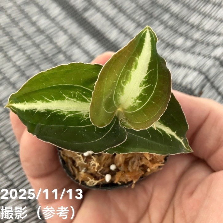 ジュエルオーキッド 1号 Anoectochilus lylei｜洋蘭01-D1