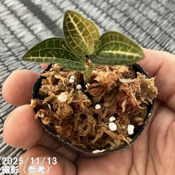 ジュエルオーキッド 1号 Anoectochilus koshunensis× Anoectochilus siamensis｜洋蘭01-D1