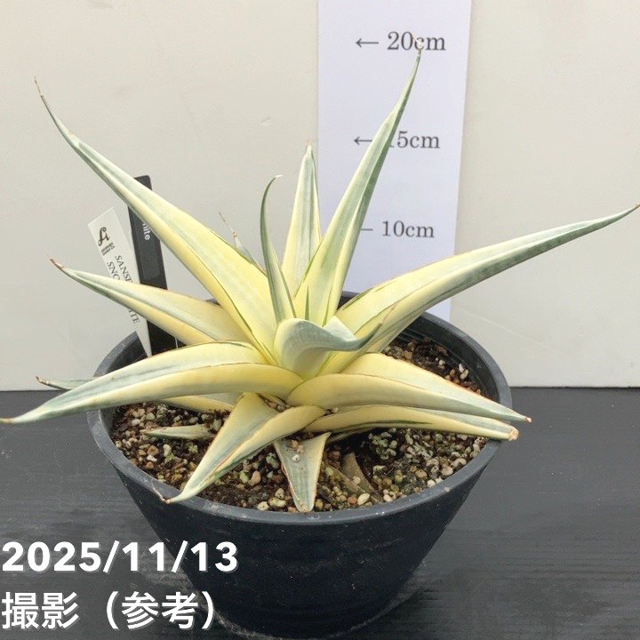 【激レア！現品お届け】サンスベリア 6号 スノーホワイト（S179）｜観葉02-D2