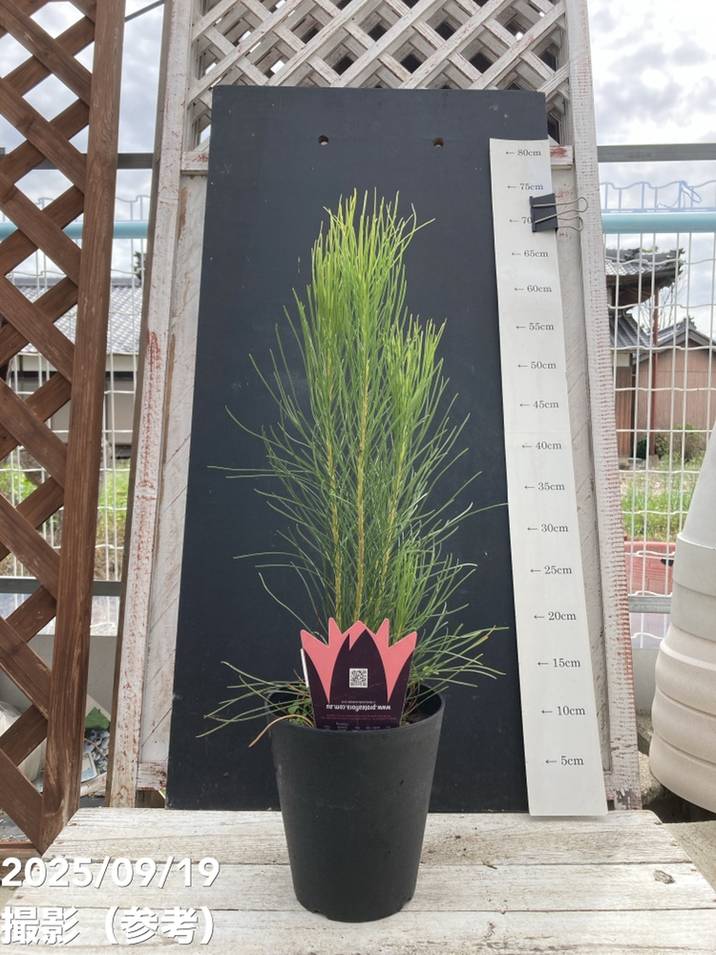 オーラックス カンセラータ ブロンズ ヘイズ 5号｜花木04-PA