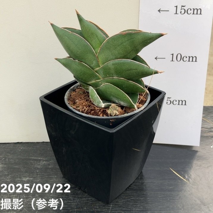 サンスベリア 3号角鉢 ビルバオ Bilbao 6-7cmポット投げ込み仕様｜観葉02-D2