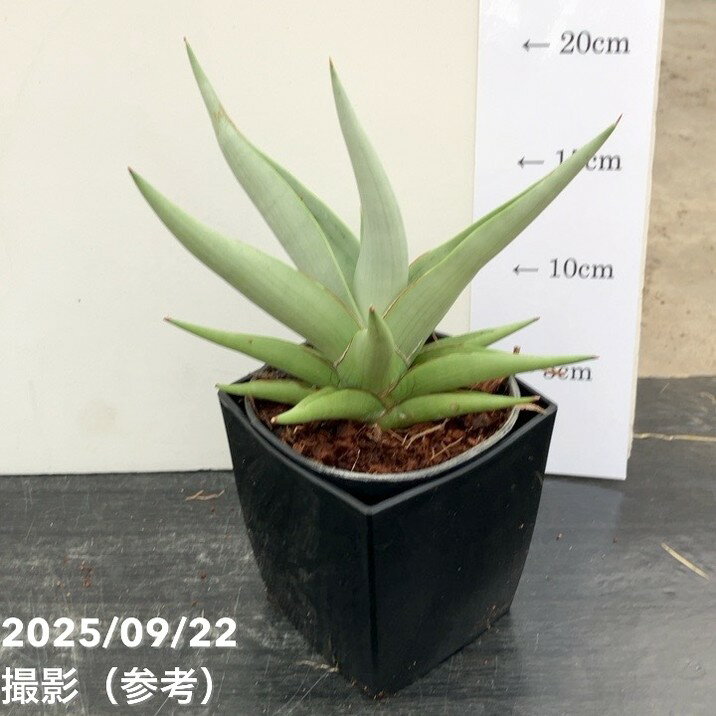 サンスベリア 4号角鉢 チャニン Chanin 10.5cmポット投げ込み仕様｜観葉02-D2