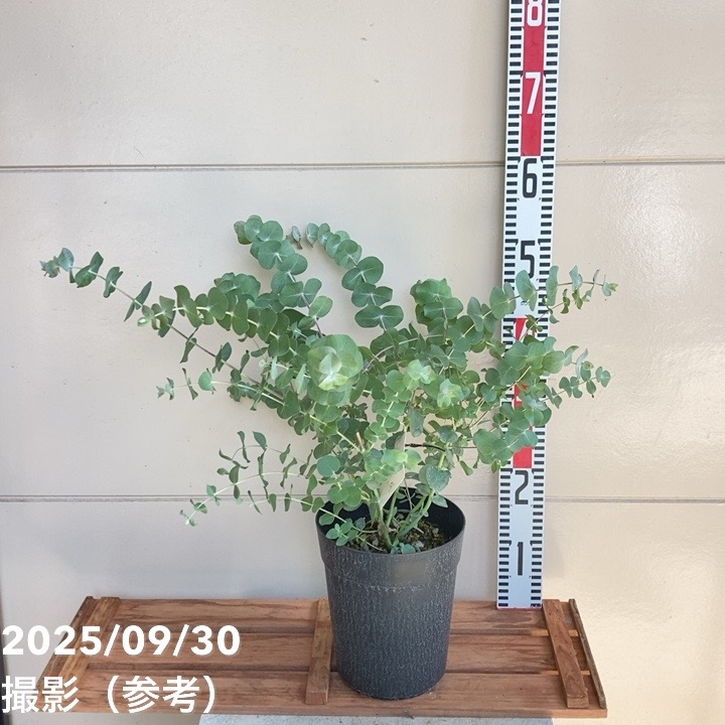 ユーカリ 銀世界 6号｜花木04-PAのサムネイル