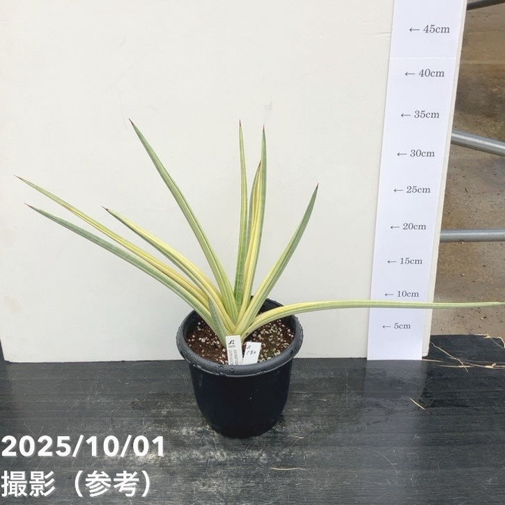 サンスベリア5号ロイヤルクラウンプ...