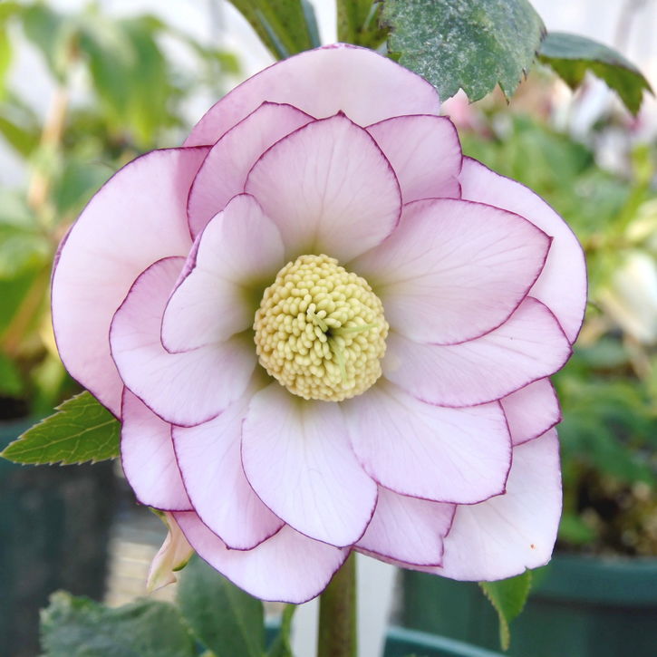 クリスマスローズ 伊勢みやび 3.5号 綾香｜山野01-D1