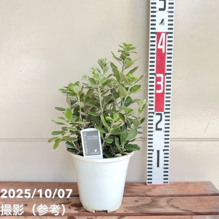 ピットスポルム クラシフォリウム 5号｜花木04-PA