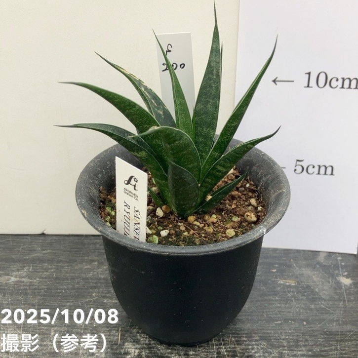 サンスベリア3号龍神生産鉢仕様｜観...