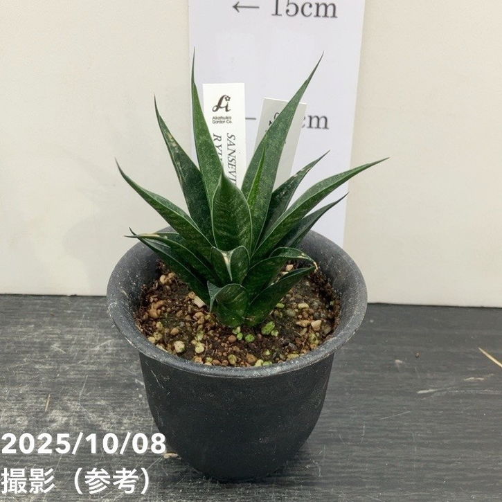 サンスベリア3号龍神生産鉢仕様｜観...