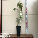 ホワイトキウイフルーツ ミススンシェ 4号ロングポット|果樹04-PA