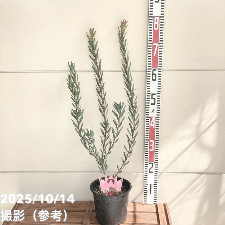 リューカデンドロン レッドデビル 5号｜花木04-PA