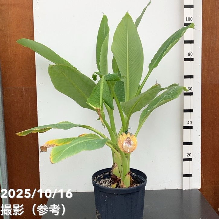 地湧金蓮（チユウキンレン）8号 ｜s200｜草花10-TU