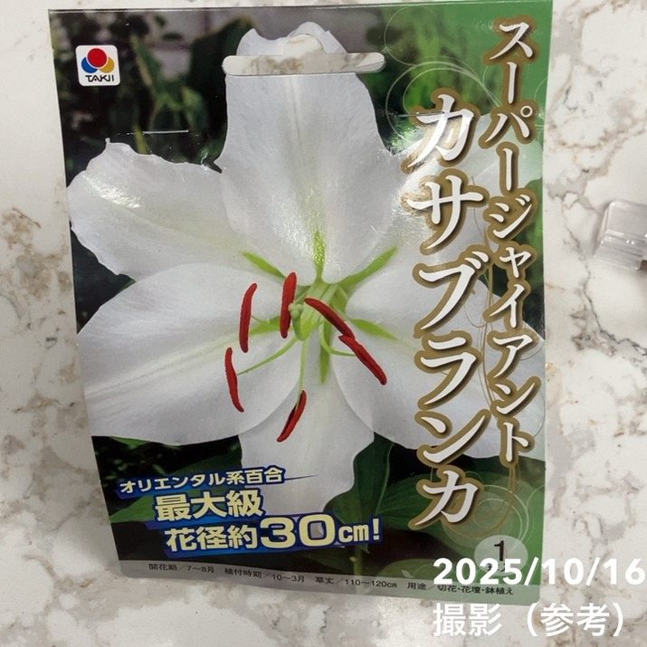 スーパージャイアントカサブランカ 1球入り×2袋セット｜球根04-PA