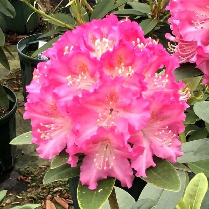 シャクナゲ スーパーローディー 6号 ジャンヌ｜花木01-D1