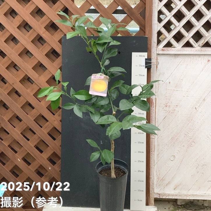 酢橙（すだいだい） 5号ロングポット 2年生｜柑橘｜果樹04-PA