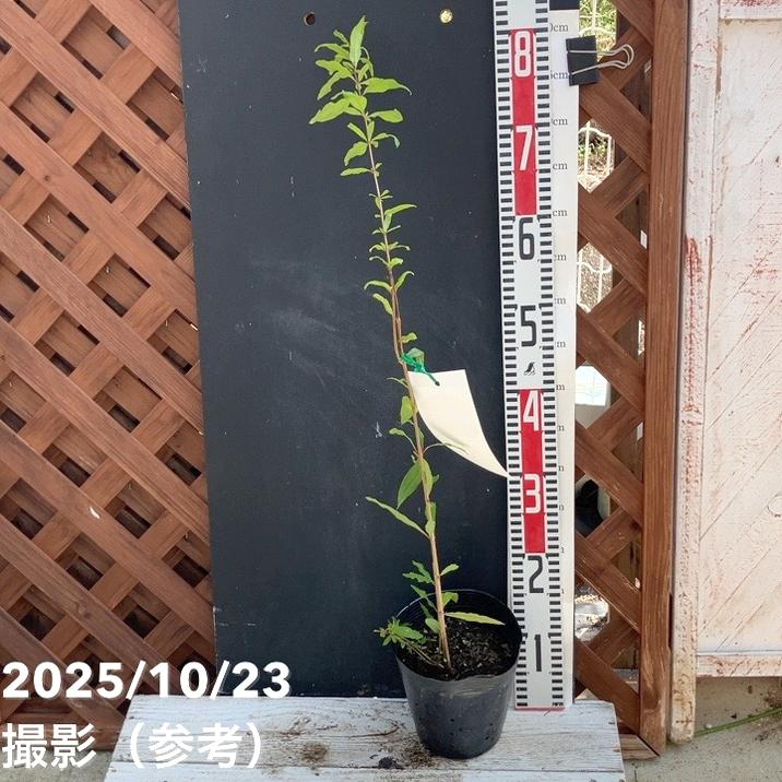 ペルシャザクロ5号ポット｜果樹04-PA