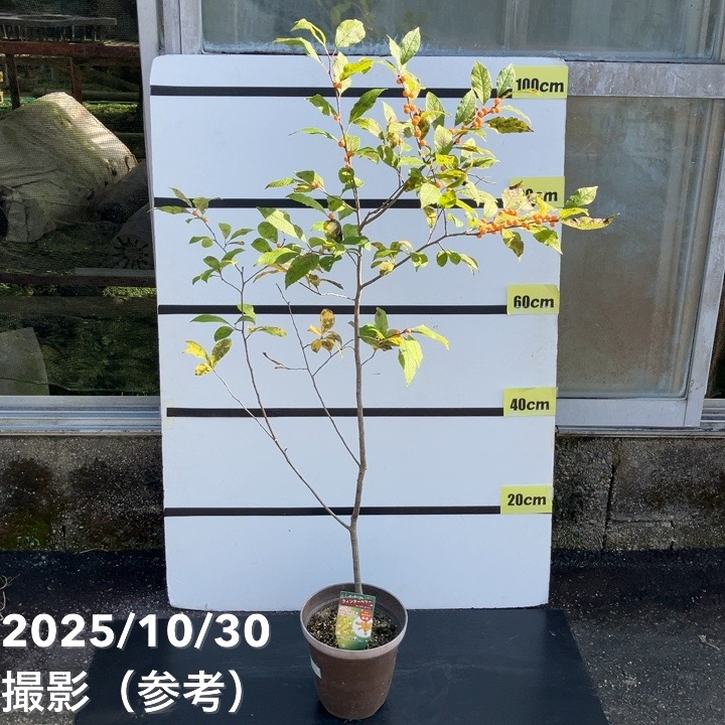 【数量限定 訳あり】ウィンターベリー ウィンターゴールド 雌株 6号｜s200｜花木01-D1