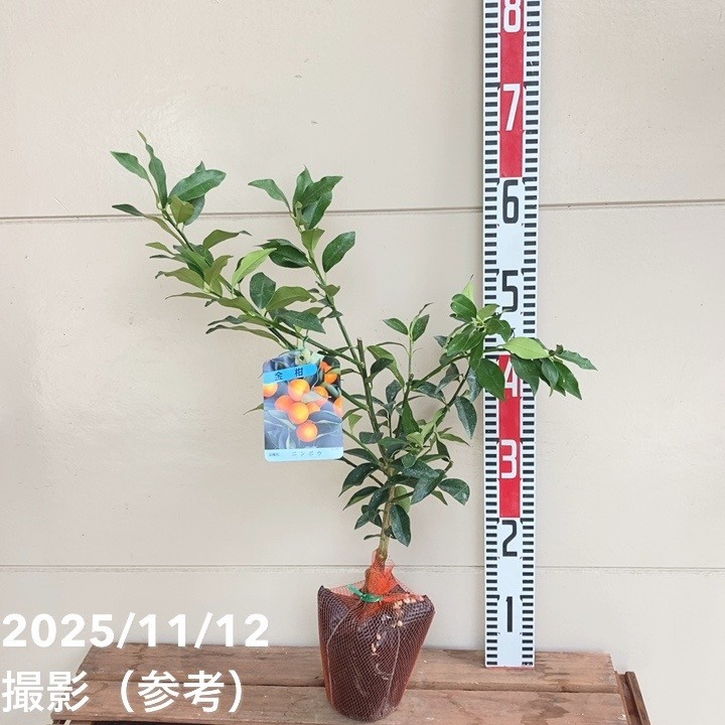 ⴻ ǫȡʥ˥ݥ 4ô̡ò̼04-PA