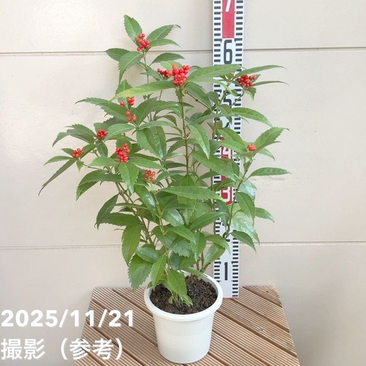 千両 センリョウ 5号｜花木04-PA